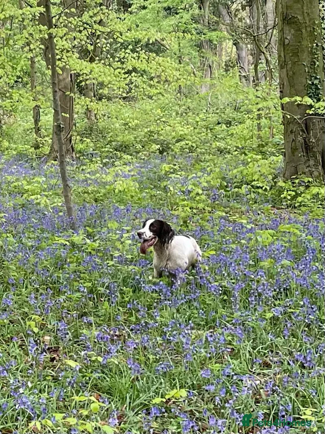 English Springer Spaniel dogs for sale: English Springer (male 5yrs) for rehomr - Advert 4