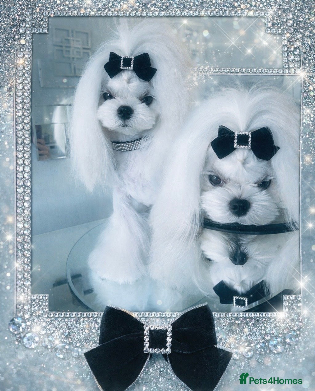 Maltese dogs 🖤DNA health tested Tiny Korean Maltese boy🖤 - Advert 1