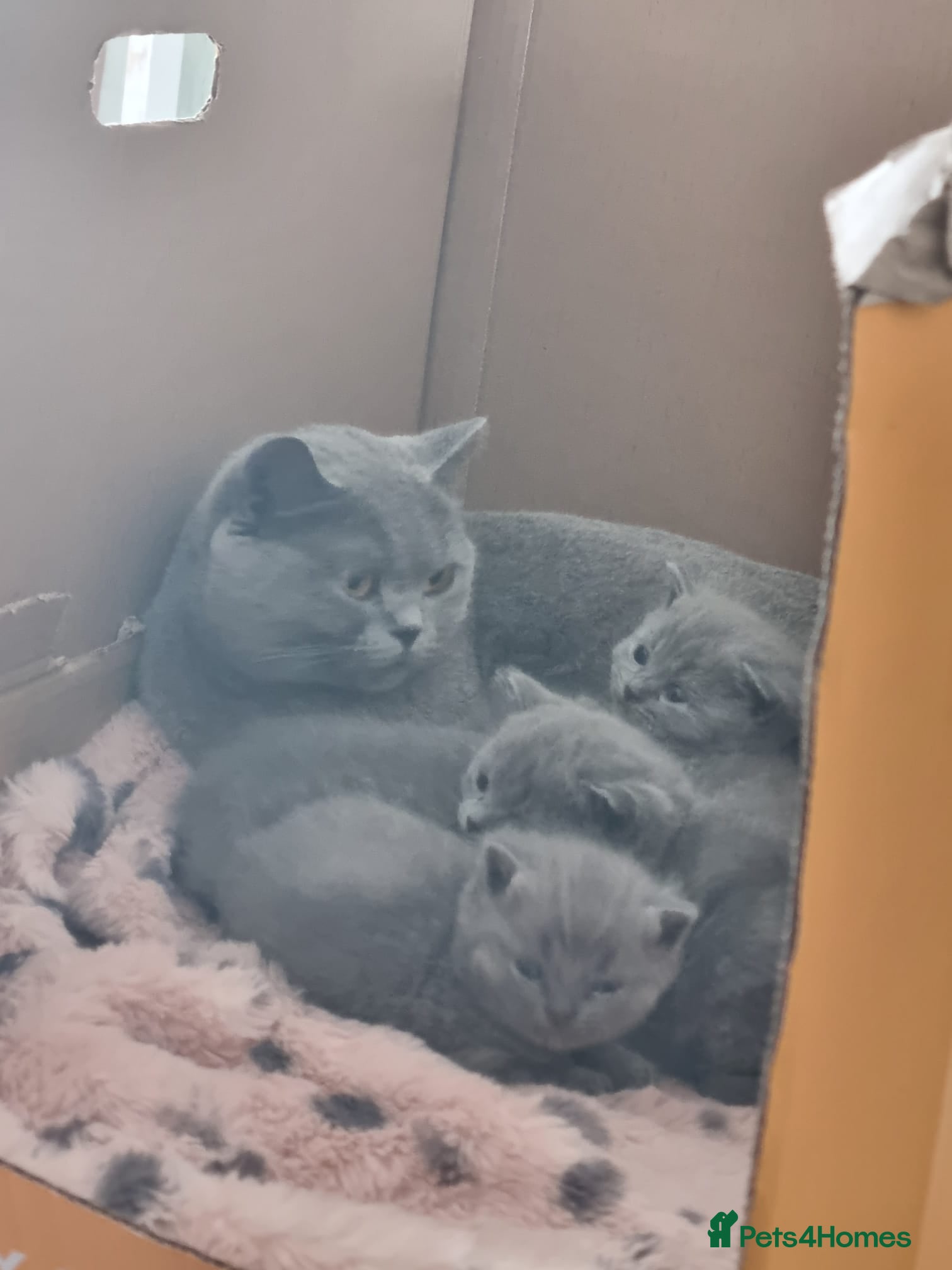British Shorthair cats Adorable 100% British Shorthair Kittens - Advert 2