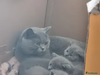 British Shorthair cats Adorable 100% British Shorthair Kittens - Advert 2