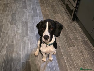 Bocker dogs Loving dog - Advert 7