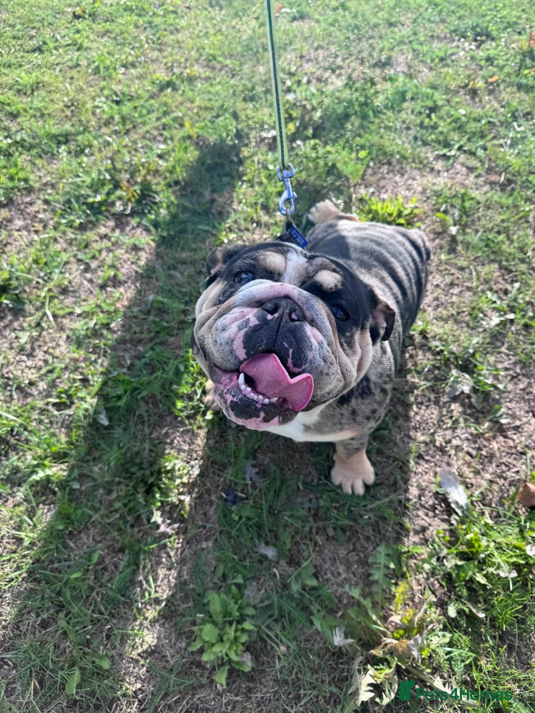 English Bulldog dogs for sale: Female British Bulldog - Image 3