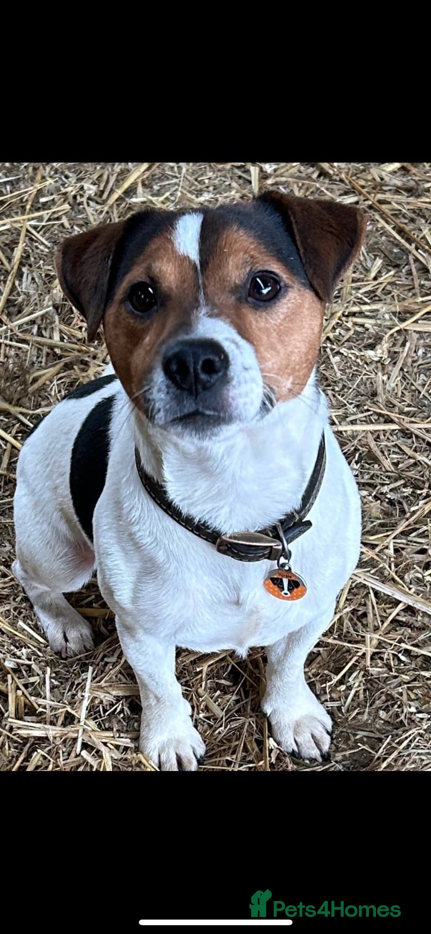 Jack Russell dogs Jack Russell Stud  - Advert 2