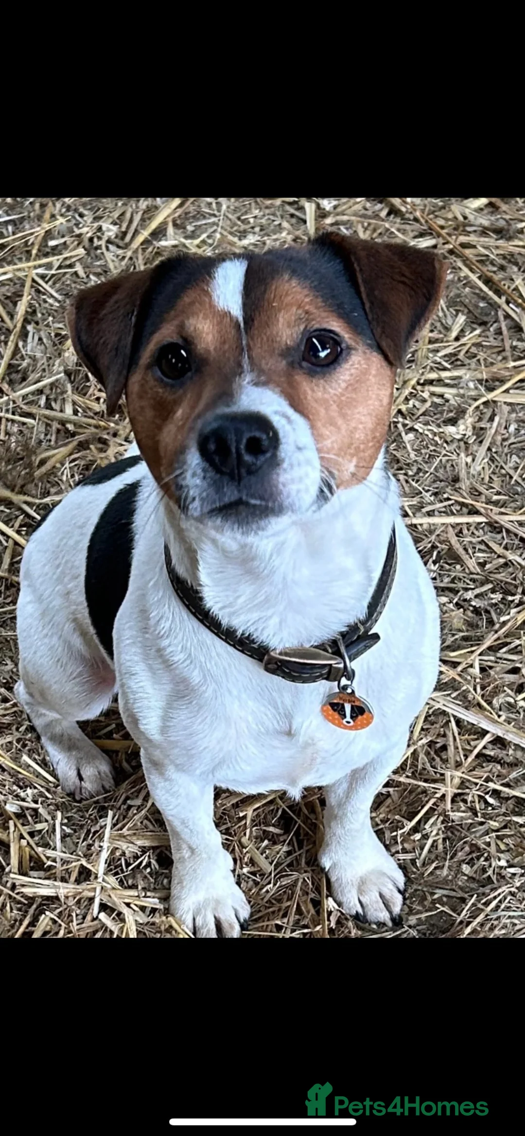 Jack Russell dogs for stud: Jack Russell Stud  in Ashbourne - Advert 2