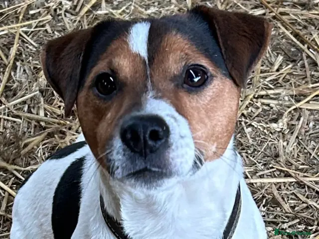 Jack Russell dogs for stud: Jack Russell Stud - Advert 2