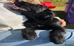 Golden Retriever dogs for sale: Beautiful Golden Retriever x Border Collie Puppies - Image 16