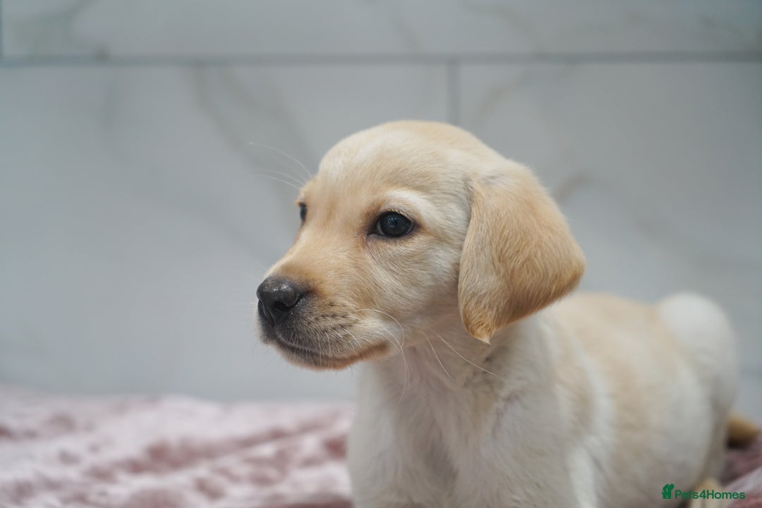 Labrador Retriever dogs for sale: Exceptional Health Tested KC Labrador Puppies - Image 7