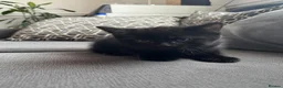 British Shorthair cats for sale: Kittens for sale - Advert 11