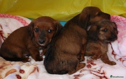 Mixed Breed dogs for sale: Dachshund cross jack russel pups - Image 4