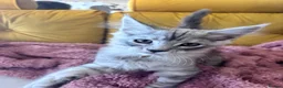 Maine Coon cats for sale: One beautiful boy remaining - Advert 10