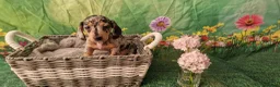 Miniature Dachshund dogs for sale: Stunning smooth haired miniature dacshund - Advert 15