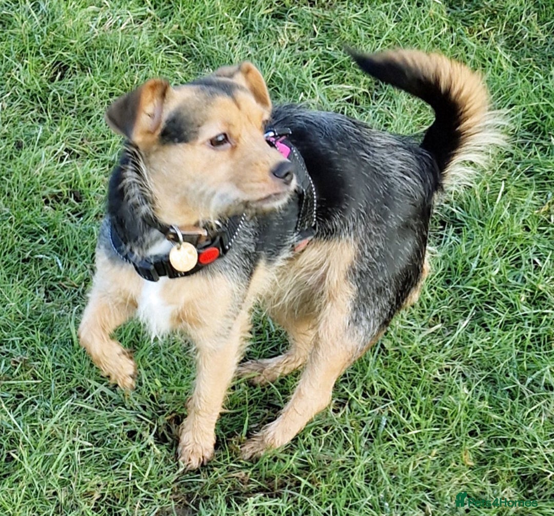 Patterjack dogs for adoption: Lovely girl Sally wants a new forever home - Advert 1