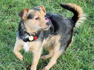 Patterjack dogs Lovely girl Sally wants a new forever home - Advert 4