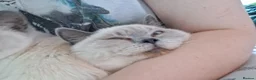 British Shorthair cats for sale: *REDUCED SIX BRITISH SHORTHAIR KITTENS - Advert 6