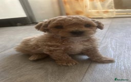 Poochon dogs for sale: Poochon Puppies - Image 20
