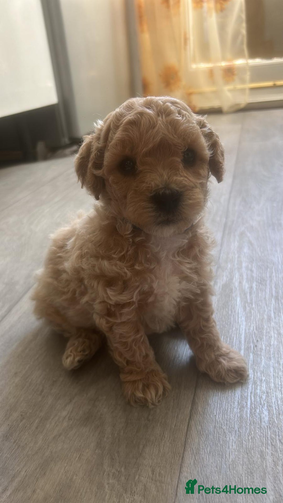 Poochon dogs for sale: Poochon Puppies - Image 20
