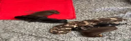 Miniature Dachshund dogs for sale: Superb quality KC registered Miniature Dachshunds - Advert 9