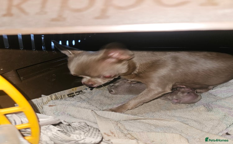Chihuahua dogs - Advert 2