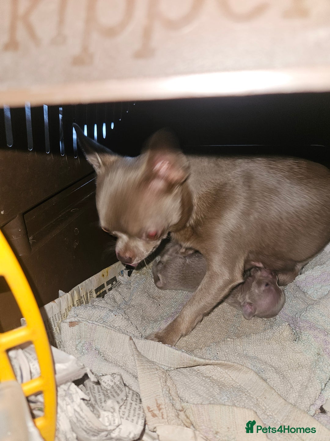 Chihuahua dogs for sale: Kc lilac small chihuahua  - Image 1