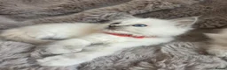 Ragdoll cats for sale: 🏆GCCF REG. EXTENSIVELY TESTED RAGDOLL KITTENS🌟 - Advert 9