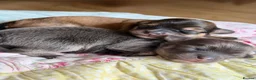Chorkie dogs for sale: Miniature Chorkie Boys - Advert 16