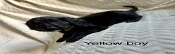 Cockapoo dogs for sale: F1B READY TO LEAVE NOW! - Advert 4