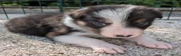 Border Collie dogs for sale: Border Collie Puppies  - Advert 14