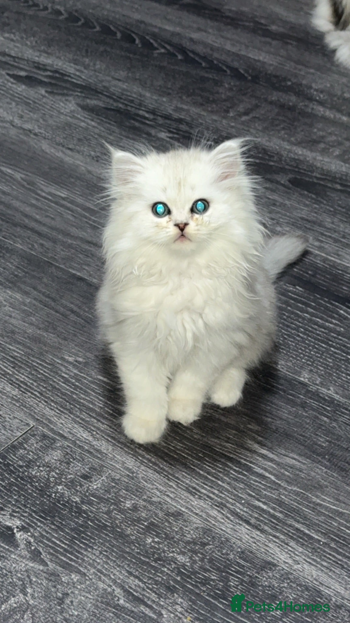 Persian cats Persian chinchilla kittens  - Advert 3
