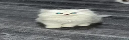 Persian cats for sale: Persian chinchilla kittens  - Advert 1