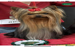 Yorkshire Terrier dogs for sale: Absolutely adorable mini yorkie puppies  - Image 24