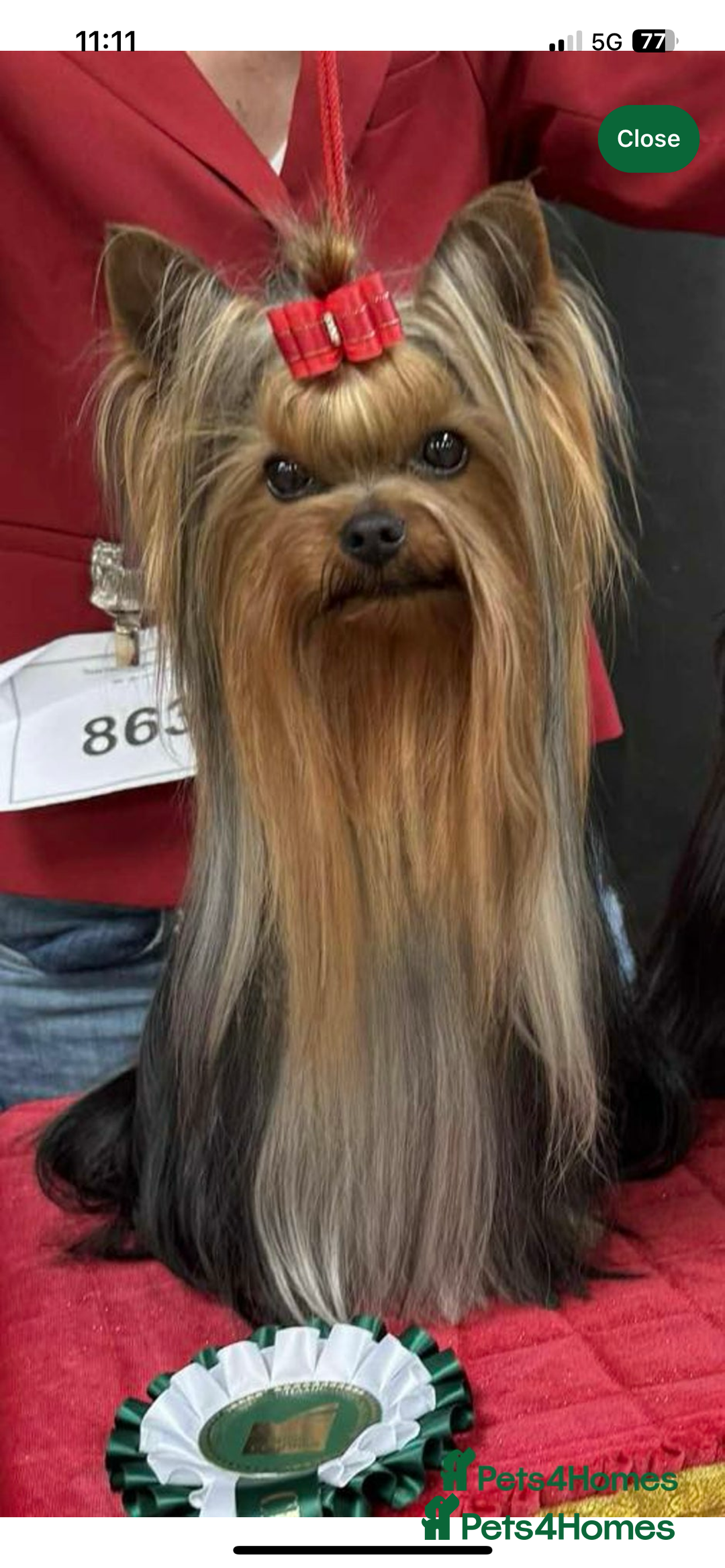 Yorkshire Terrier dogs for sale: Absolutely adorable mini yorkie puppies  - Image 24