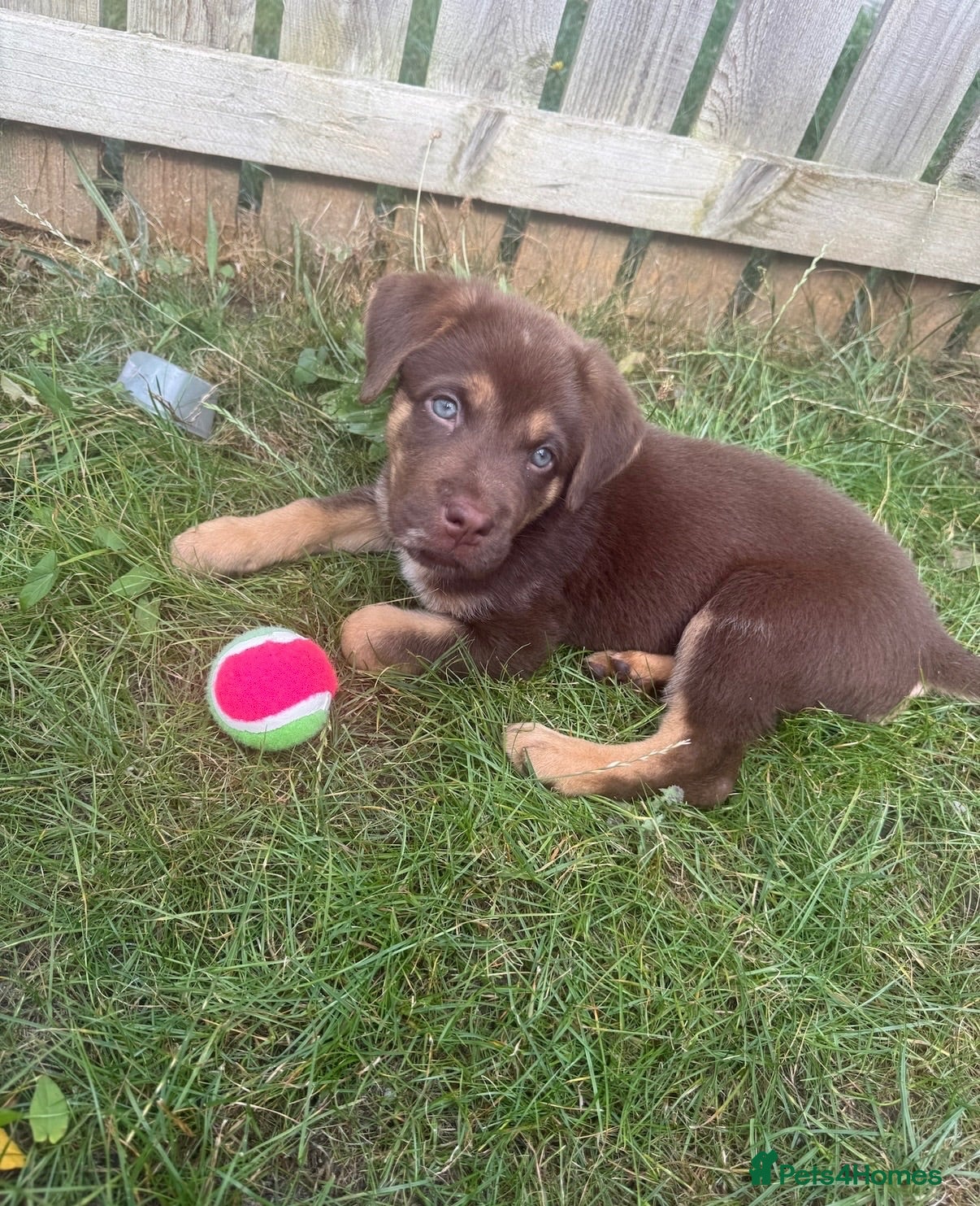Mixed Breed dogs Chow chow x Belgian malinois  - Advert 1