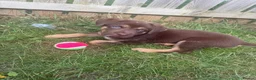 Mixed Breed dogs for sale: Chow chow x Belgian malinois  in Middlesbrough - Advert 1
