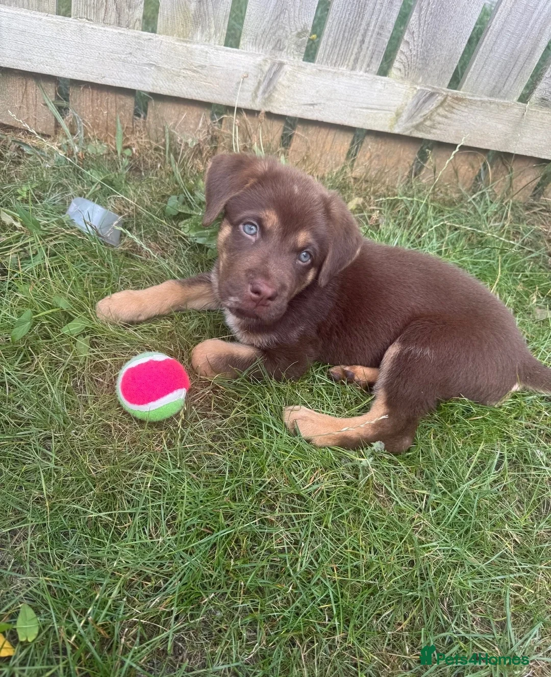 Mixed Breed dogs for sale: Chow chow x Belgian malinois  in Middlesbrough - Advert 1