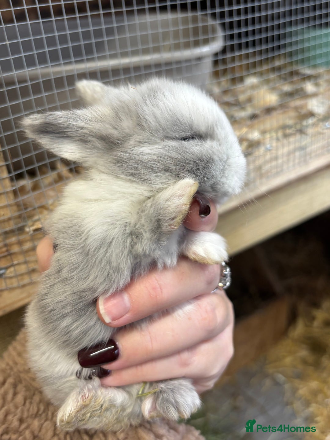 Mini Lop rabbits for sale: White & Grey Mini Lops - Advert 16