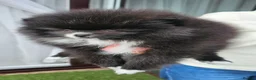 Pomeranian dogs for sale: Pomeranians - Advert 16