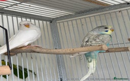 Budgerigars birds for sale: Young and adult unique colour budgies in London - Image 6