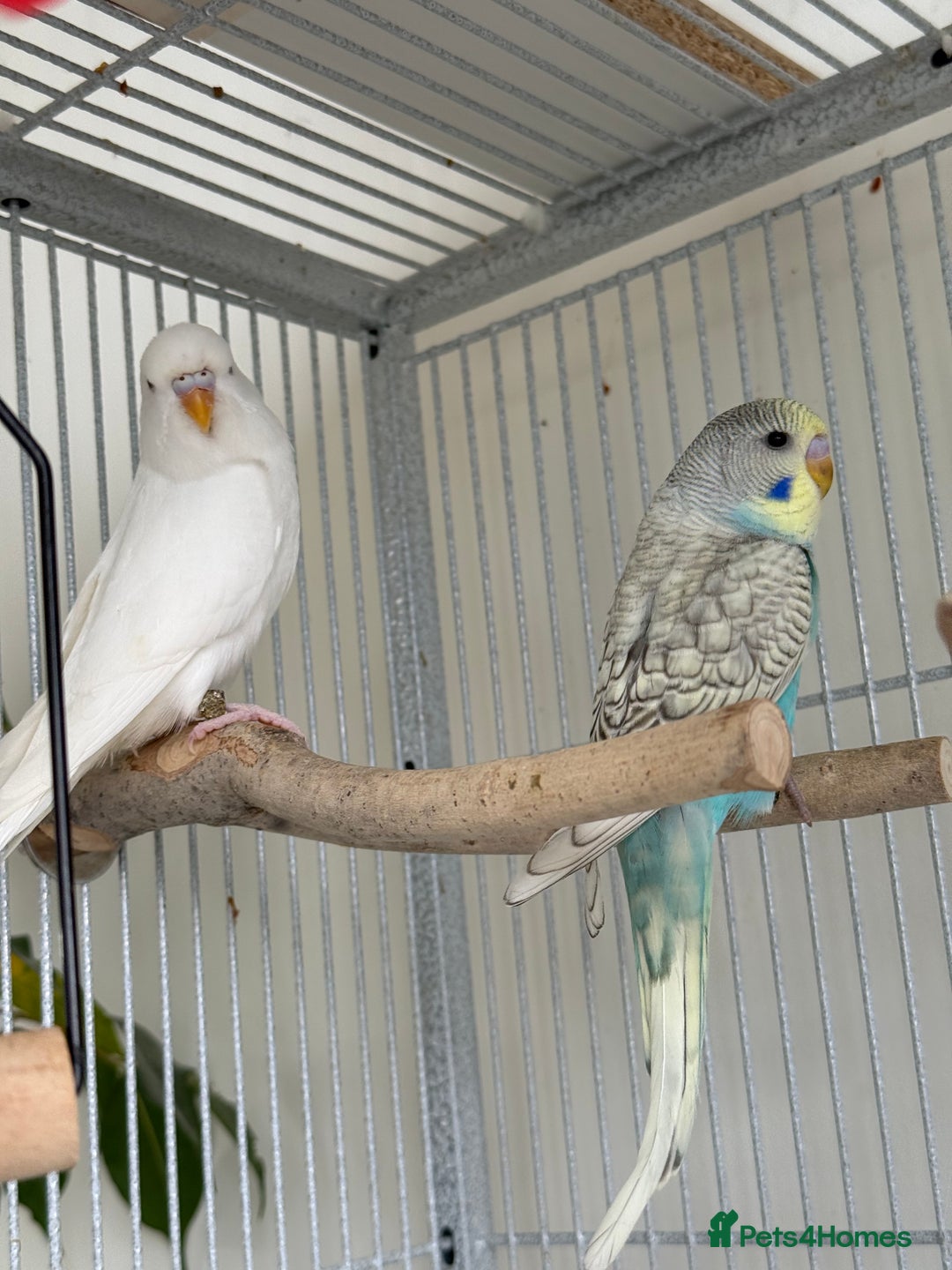 Budgerigars birds for sale: Young and adult unique colour budgies in London - Image 6