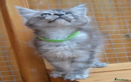 Maine Coon cats for sale: Maine coon kitten silver ticked girl TICA tested - Image 11