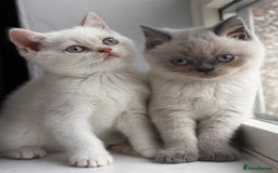 British Shorthair cats for sale: British shorthair kittens colourpoint cream point  - Image 1