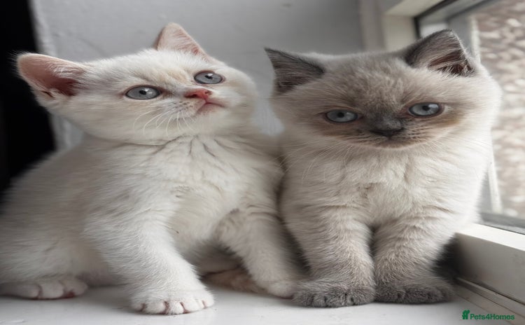 British Shorthair cats - Advert 6
