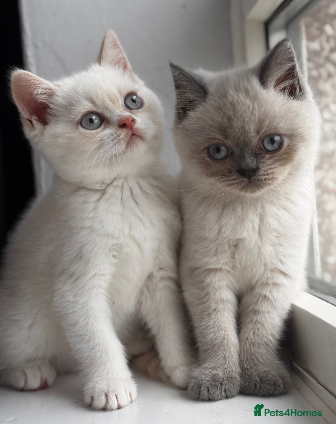 British Shorthair cats for sale: British shorthair kittens colourpoint cream point  - Image 1