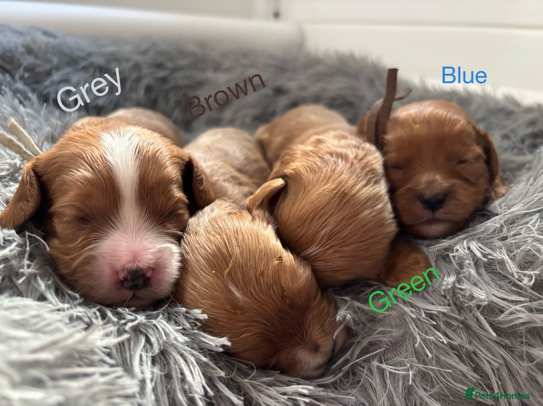 Cavapoo dogs for sale: Gorgeous F1 Cavapoo puppies. Health tested parents - Advert 5
