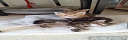 Bengal cats for sale: Beautiful kittens for sale  in Nottingham - Advert 6