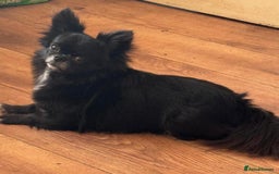 Chihuahua dogs for sale: 2 girl chihuahuas  - Image 5
