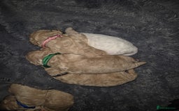 Poochon dogs for sale: Poochons - Image 11