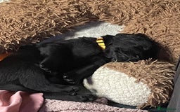Mixed Breed dogs for sale: YOUR NEW BEST FRIEND IS WAITING!  - Image 20