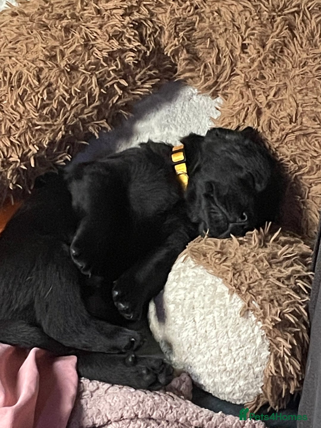 Mixed Breed dogs for sale: YOUR NEW BEST FRIEND IS WAITING!  - Image 20