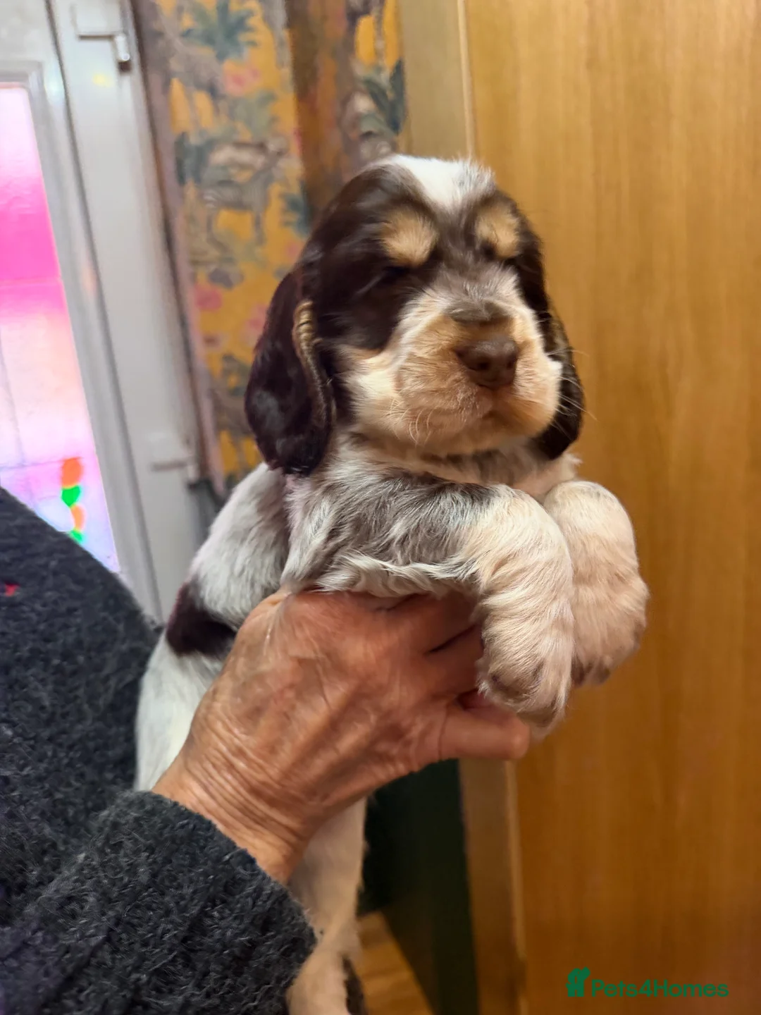 Cocker Spaniel dogs for sale: Show cocker spaniel pups  - Advert 19