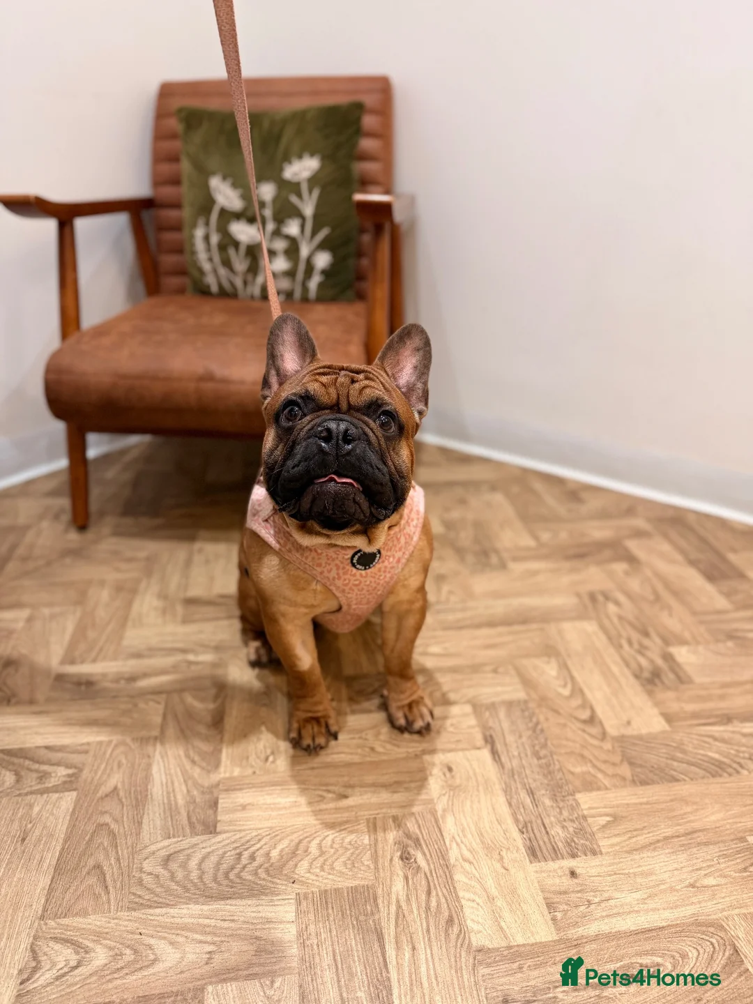 French Bulldog dogs for sale: Baby Henry.  in Stoke-on-Trent - Advert 9